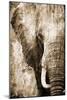 African Animals I - Sepia-Eric Yang-Mounted Art Print