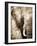 African Animals I - Sepia-Eric Yang-Framed Art Print