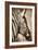 African Animals II - Sepia-Eric Yang-Framed Art Print