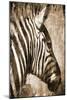 African Animals II - Sepia-Eric Yang-Mounted Art Print