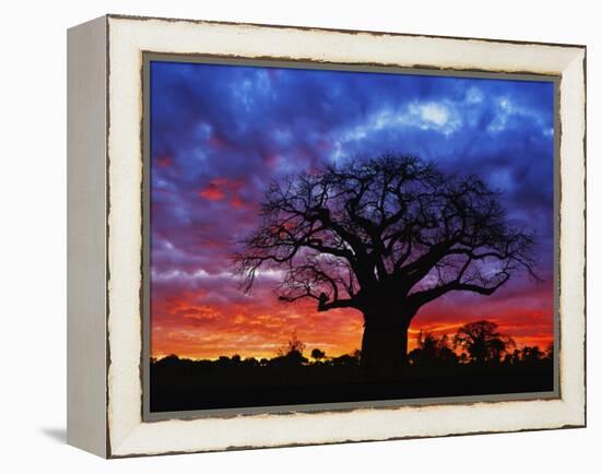 African baobab tree, Tarangire National Park, Tanzania-Adam Jones-Framed Premier Image Canvas