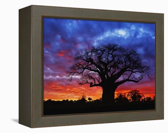 African baobab tree, Tarangire National Park, Tanzania-Adam Jones-Framed Premier Image Canvas