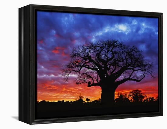 African baobab tree, Tarangire National Park, Tanzania-Adam Jones-Framed Premier Image Canvas