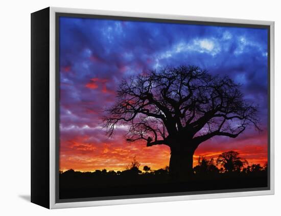 African baobab tree, Tarangire National Park, Tanzania-Adam Jones-Framed Premier Image Canvas