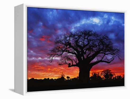 African baobab tree, Tarangire National Park, Tanzania-Adam Jones-Framed Premier Image Canvas