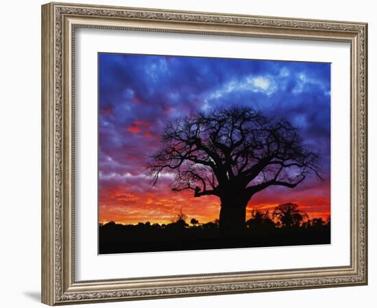 African baobab tree, Tarangire National Park, Tanzania-Adam Jones-Framed Photographic Print