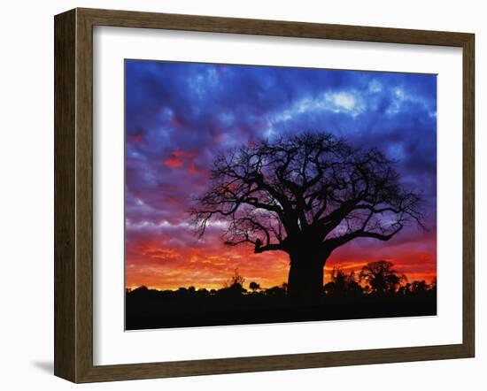 African baobab tree, Tarangire National Park, Tanzania-Adam Jones-Framed Photographic Print