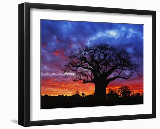 African baobab tree, Tarangire National Park, Tanzania-Adam Jones-Framed Photographic Print