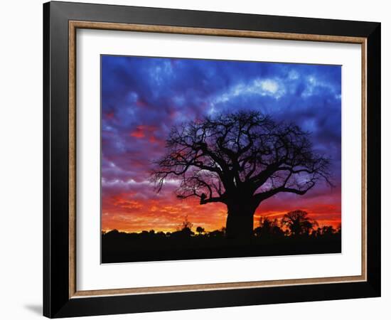 African baobab tree, Tarangire National Park, Tanzania-Adam Jones-Framed Photographic Print
