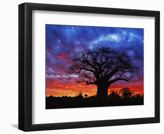 African baobab tree, Tarangire National Park, Tanzania-Adam Jones-Framed Photographic Print