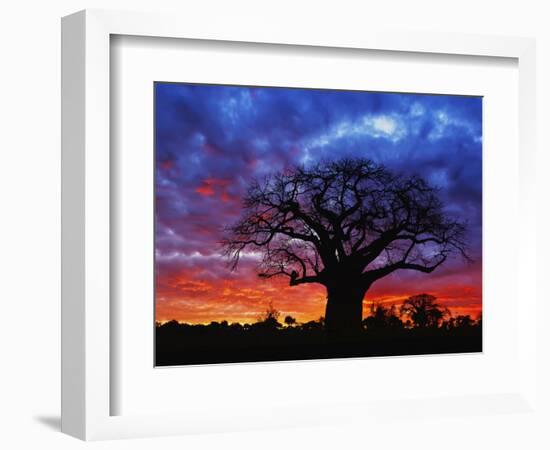 African baobab tree, Tarangire National Park, Tanzania-Adam Jones-Framed Photographic Print