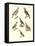 African Birds-null-Framed Premier Image Canvas