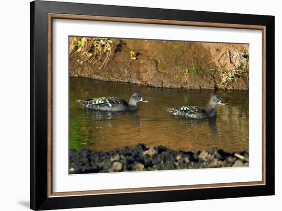 African Black Ducks (Anas Sparsa) in a Lake, Ngorongoro Crater, Ngorongoro Conservation Area-null-Framed Photographic Print