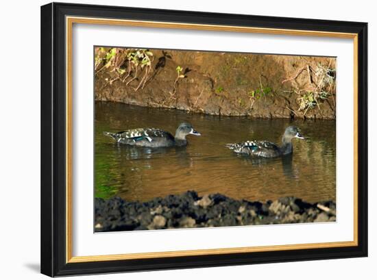 African Black Ducks (Anas Sparsa) in a Lake, Ngorongoro Crater, Ngorongoro Conservation Area-null-Framed Photographic Print