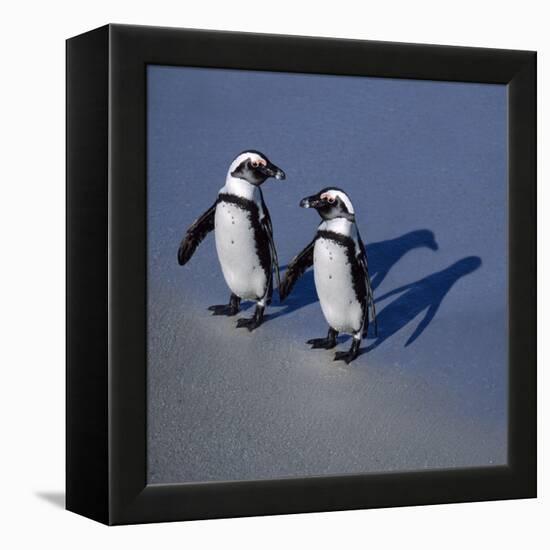 African Black-Footed Jackass Penguin Holding Hands-null-Framed Premier Image Canvas