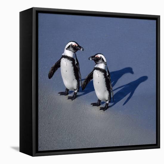 African Black-Footed Jackass Penguin Holding Hands-null-Framed Premier Image Canvas