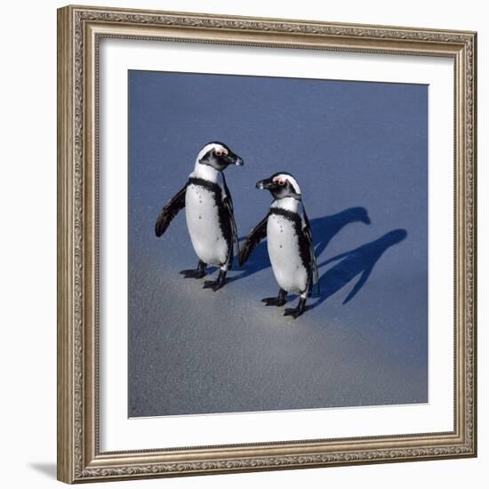 African Black-Footed Jackass Penguin Holding Hands-null-Framed Photographic Print