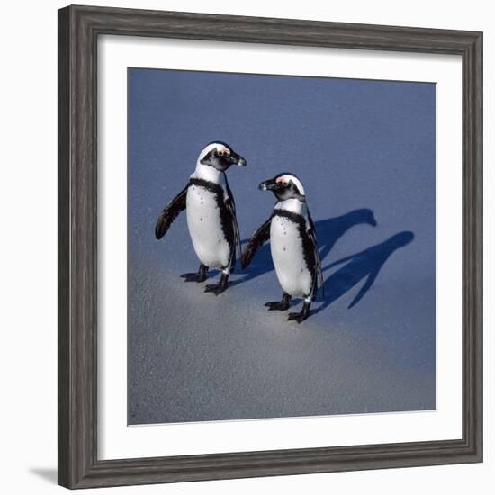 African Black-Footed Jackass Penguin Holding Hands-null-Framed Photographic Print