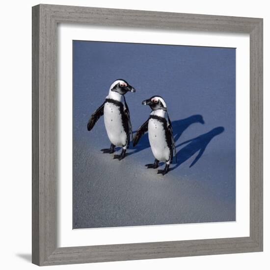 African Black-Footed Jackass Penguin Holding Hands-null-Framed Photographic Print