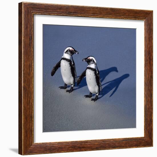 African Black-Footed Jackass Penguin Holding Hands-null-Framed Photographic Print