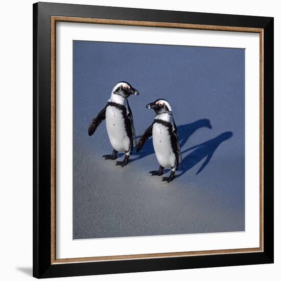 African Black-Footed Jackass Penguin Holding Hands-null-Framed Photographic Print