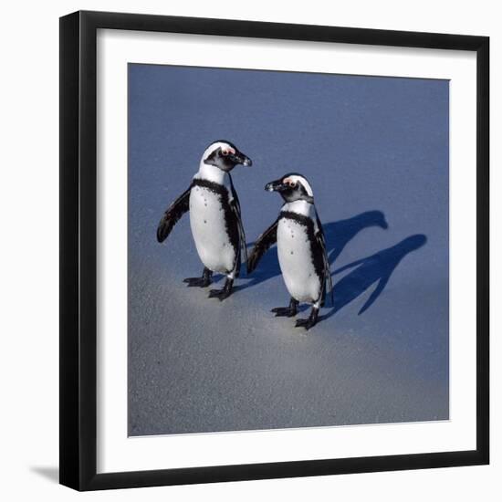 African Black-Footed Jackass Penguin Holding Hands-null-Framed Photographic Print