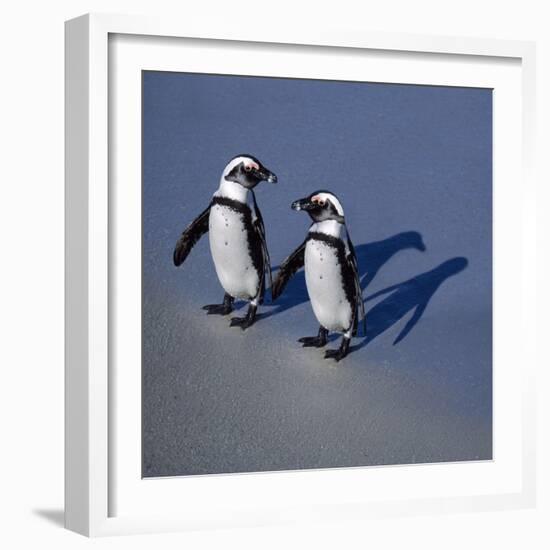 African Black-Footed Jackass Penguin Holding Hands-null-Framed Photographic Print