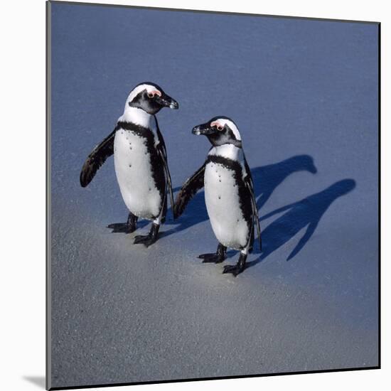 African Black-Footed Jackass Penguin Holding Hands-null-Mounted Photographic Print