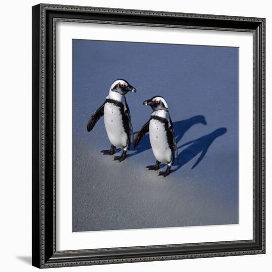 African Black-Footed Jackass Penguin Holding Hands-null-Framed Photographic Print