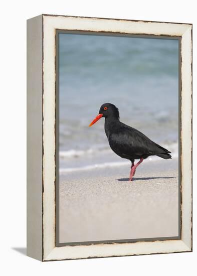 African (Black) Oystercatcher (Haematopus Moquini), De Hoop Nature Reserve, Western Cape, Africa-Ann & Steve Toon-Framed Premier Image Canvas