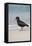 African (Black) Oystercatcher (Haematopus Moquini), De Hoop Nature Reserve, Western Cape, Africa-Ann & Steve Toon-Framed Premier Image Canvas