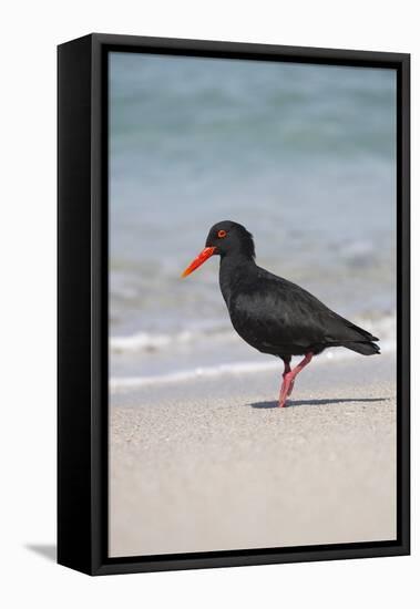 African (Black) Oystercatcher (Haematopus Moquini), De Hoop Nature Reserve, Western Cape, Africa-Ann & Steve Toon-Framed Premier Image Canvas