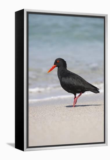 African (Black) Oystercatcher (Haematopus Moquini), De Hoop Nature Reserve, Western Cape, Africa-Ann & Steve Toon-Framed Premier Image Canvas