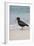 African (Black) Oystercatcher (Haematopus Moquini), De Hoop Nature Reserve, Western Cape, Africa-Ann & Steve Toon-Framed Photographic Print