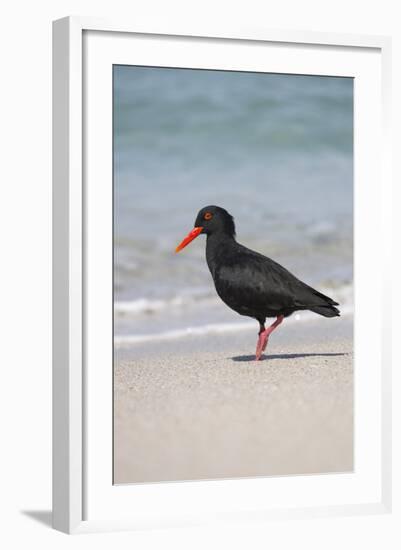 African (Black) Oystercatcher (Haematopus Moquini), De Hoop Nature Reserve, Western Cape, Africa-Ann & Steve Toon-Framed Photographic Print