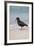 African (Black) Oystercatcher (Haematopus Moquini), De Hoop Nature Reserve, Western Cape, Africa-Ann & Steve Toon-Framed Photographic Print