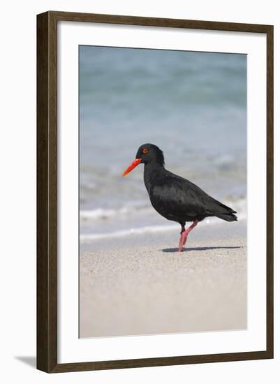 African (Black) Oystercatcher (Haematopus Moquini), De Hoop Nature Reserve, Western Cape, Africa-Ann & Steve Toon-Framed Photographic Print