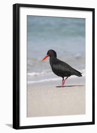 African (Black) Oystercatcher (Haematopus Moquini), De Hoop Nature Reserve, Western Cape, Africa-Ann & Steve Toon-Framed Photographic Print