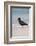 African (Black) Oystercatcher (Haematopus Moquini), De Hoop Nature Reserve, Western Cape, Africa-Ann & Steve Toon-Framed Photographic Print