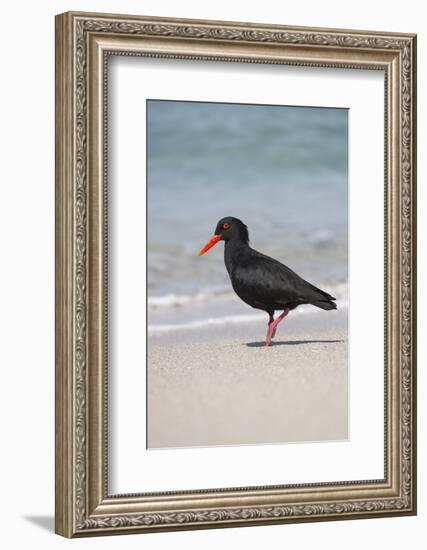 African (Black) Oystercatcher (Haematopus Moquini), De Hoop Nature Reserve, Western Cape, Africa-Ann & Steve Toon-Framed Photographic Print