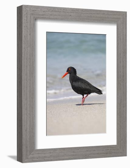 African (Black) Oystercatcher (Haematopus Moquini), De Hoop Nature Reserve, Western Cape, Africa-Ann & Steve Toon-Framed Photographic Print