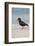 African (Black) Oystercatcher (Haematopus Moquini), De Hoop Nature Reserve, Western Cape, Africa-Ann & Steve Toon-Framed Photographic Print