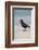 African (Black) Oystercatcher (Haematopus Moquini), De Hoop Nature Reserve, Western Cape, Africa-Ann & Steve Toon-Framed Photographic Print