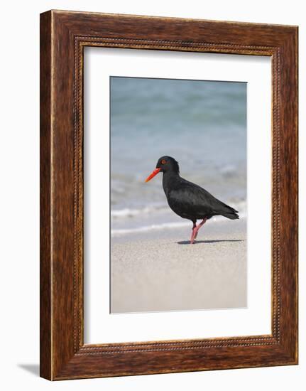 African (Black) Oystercatcher (Haematopus Moquini), De Hoop Nature Reserve, Western Cape, Africa-Ann & Steve Toon-Framed Photographic Print