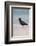 African (Black) Oystercatcher (Haematopus Moquini), De Hoop Nature Reserve, Western Cape, Africa-Ann & Steve Toon-Framed Photographic Print