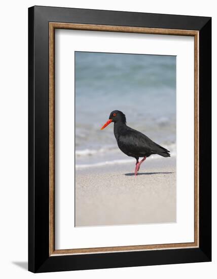 African (Black) Oystercatcher (Haematopus Moquini), De Hoop Nature Reserve, Western Cape, Africa-Ann & Steve Toon-Framed Photographic Print