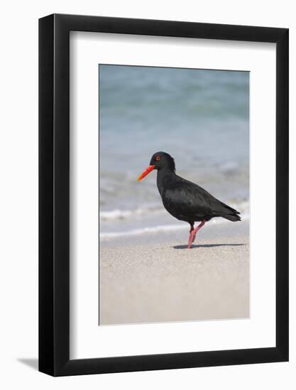 African (Black) Oystercatcher (Haematopus Moquini), De Hoop Nature Reserve, Western Cape, Africa-Ann & Steve Toon-Framed Photographic Print