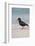 African (Black) Oystercatcher (Haematopus Moquini), De Hoop Nature Reserve, Western Cape, Africa-Ann & Steve Toon-Framed Photographic Print