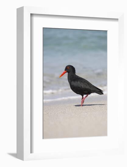 African (Black) Oystercatcher (Haematopus Moquini), De Hoop Nature Reserve, Western Cape, Africa-Ann & Steve Toon-Framed Photographic Print