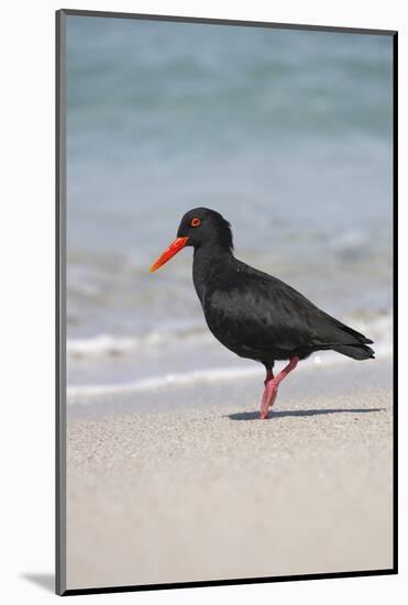 African (Black) Oystercatcher (Haematopus Moquini), De Hoop Nature Reserve, Western Cape, Africa-Ann & Steve Toon-Mounted Photographic Print